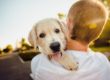 Dog parks in Henderson