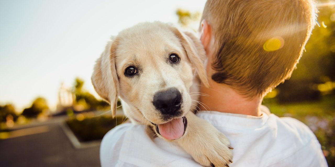 Dog parks in Henderson