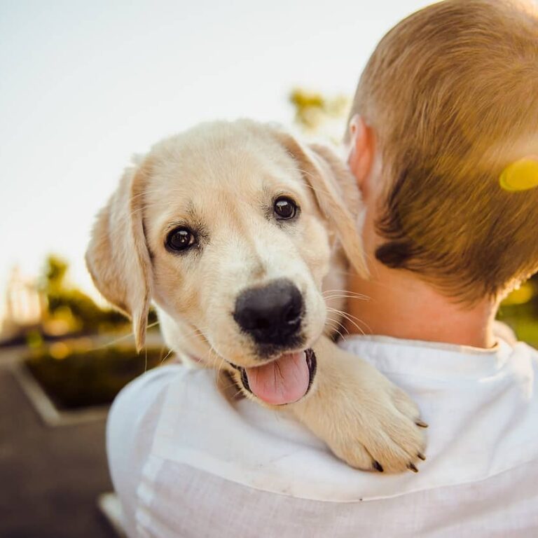 Dog parks in Henderson